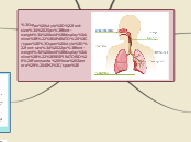 Aparato respiratorio