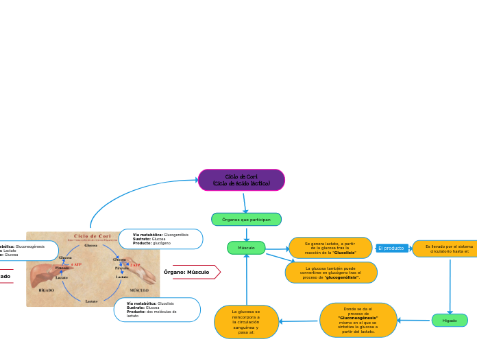 Ciclo de Cori
(Ciclo de ácido láctico)