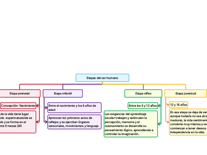Etapas del ser humano