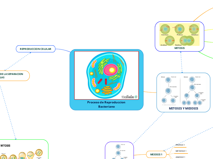 Proceso de Reproduccion Bacteriano