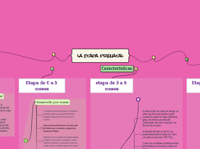 la etapa prenatal