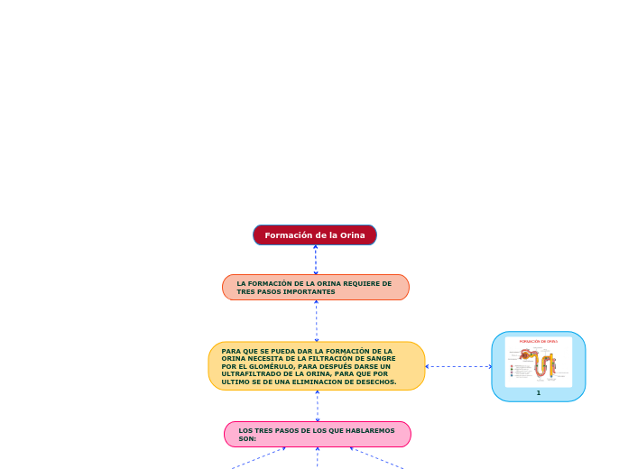 Formación de la Orina