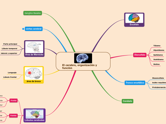 El cerebro, organización y función