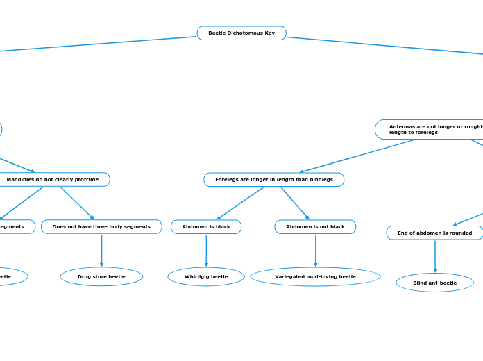 Beetle Dichotomous Key