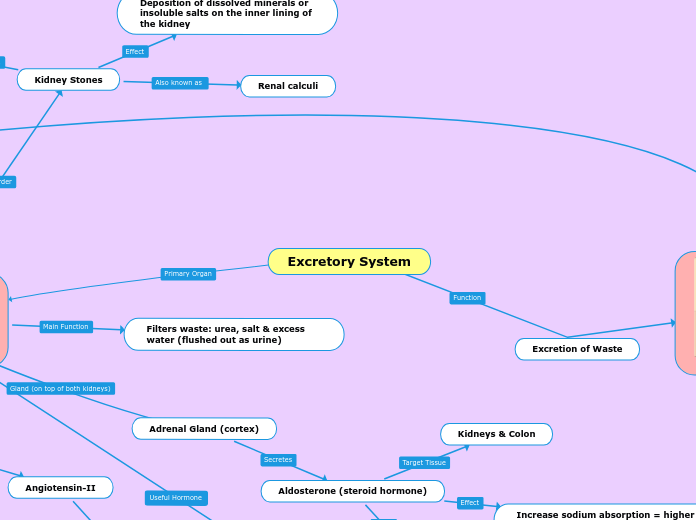 Excretory System