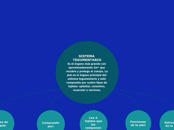 SISTEMA TEGUMENTARIOEs el órgano más grande con aproximadamente 2m² que recubre y protege al cuerpo. La piel es el órgano principal del sistema tegumentario y está compuesta por cuatro tipos de tejidos: epitelial, conectivo, muscular y nervioso. - Co