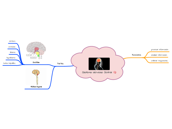 Sistema Nervioso Central 🧠