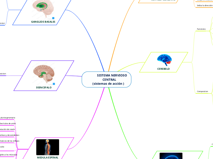               SISTEMA NERVIOSO
                     CENTRAL 
        (sistemas de acción )