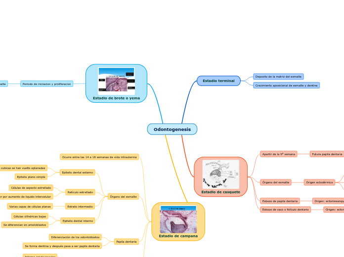 Odontogenesis