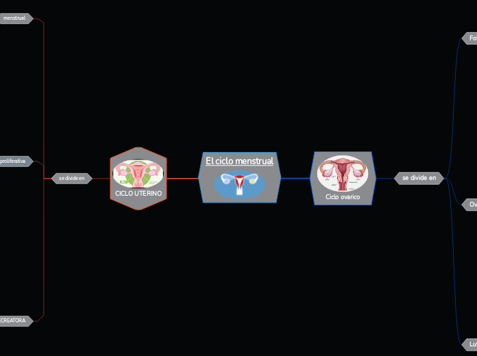 El ciclo menstrual