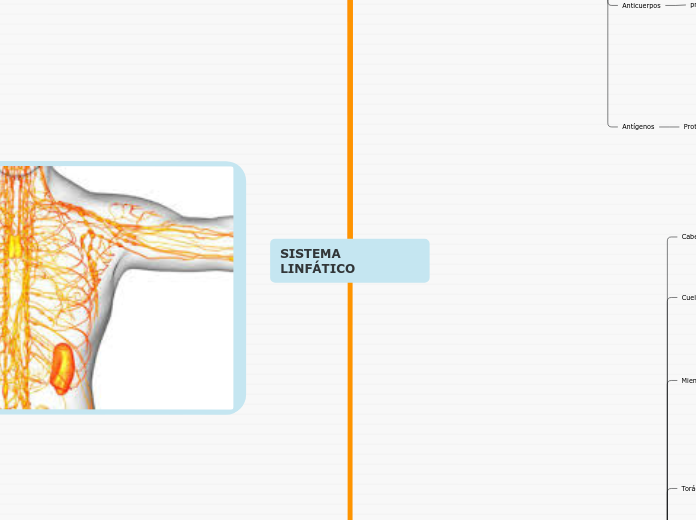 SISTEMA LINFÁTICO