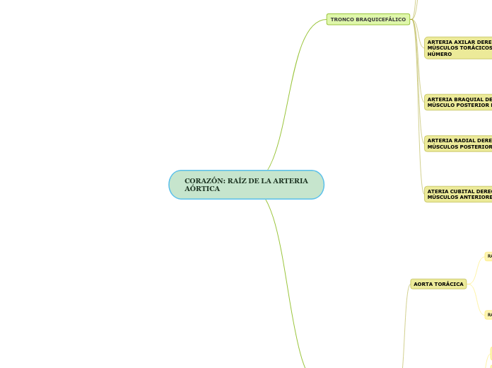 CORAZÓN: RAÍZ DE LA ARTERIA AÓRTICA