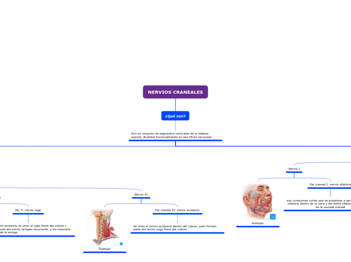 NERVIOS CRANEALES