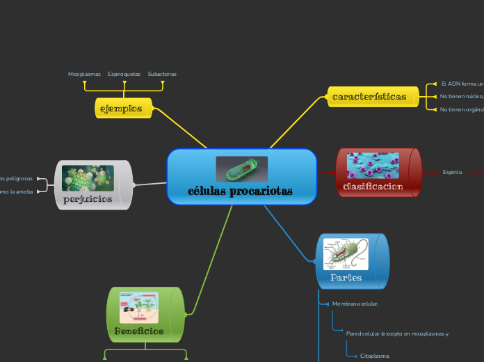 mapa mental célula procariota