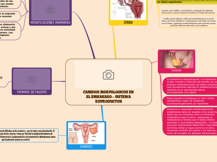 CAMBIOS MORFOLOGICOS EN EL EMBARAZO - SISTEMA REPRODUCTOR