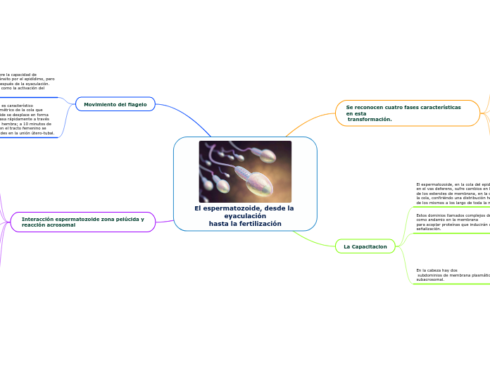 El espermatozoide, desde la eyaculación
hasta la fertilización