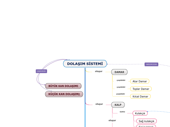 DOLAŞIM SİSTEMİ