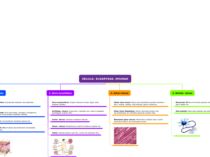 ZELULA- ELKARTEAK. EHUNAK 1
