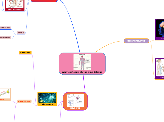 närvisüsteemi ehitus ning talitlus