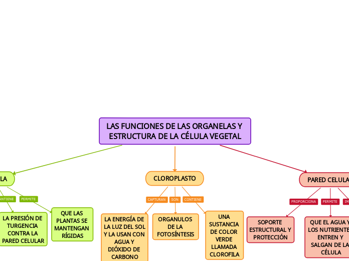 LAS FUNCIONES DE LAS ORGANELAS Y ESTRUCTURA DE LA CÉLULA VEGETAL