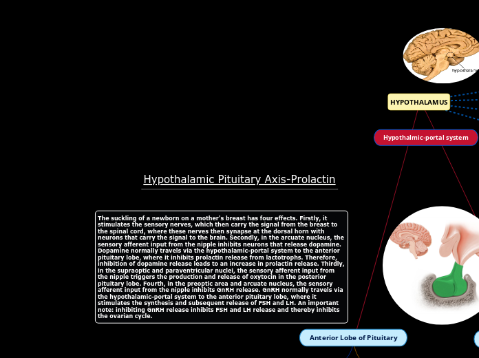 Hypothalamic Pituitary Axis-Prolactin