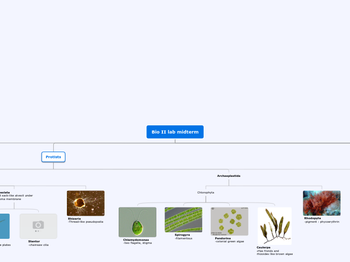 Organigram