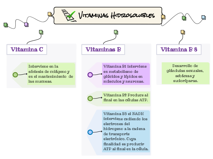 Vitaminas Hidrosolubles