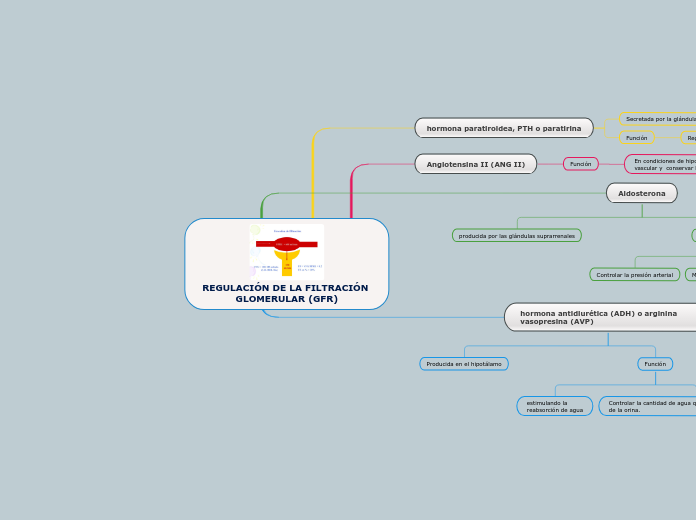 REGULACIÓN DE LA FILTRACIÓN GLOMERULAR (GFR)