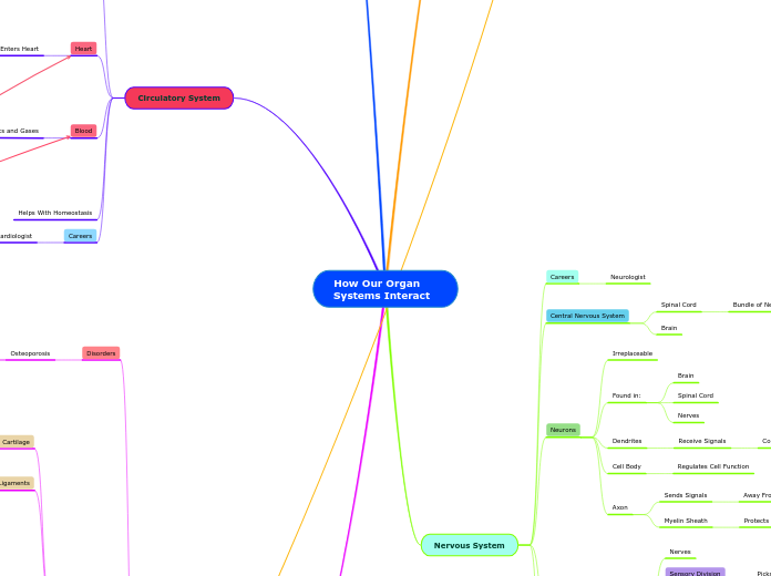 How Our Organ Systems Interact