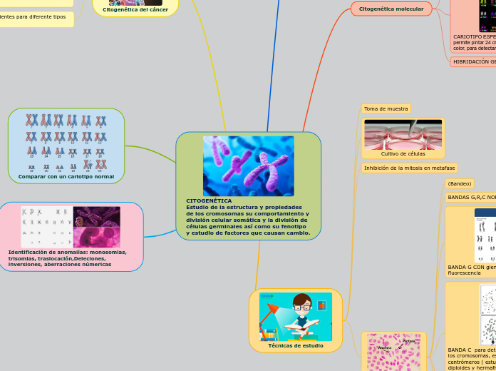 CITOGENÉTICA                                 Estudio de la estructura y propiedades de los cromosomas su comportamiento y división celular somática y la división de células germinales así como su fenotipo y estudio de factores que causan cambio.