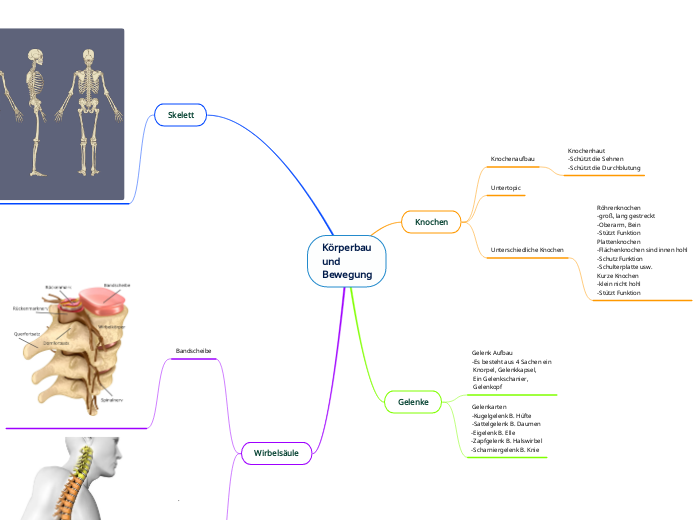 Körperbau
und 
Bewegung
