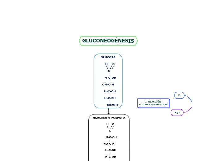 GLUCONEOGÉNESIS