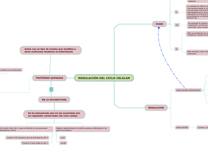 REGULACIÓN DEL CICLO CELULAR