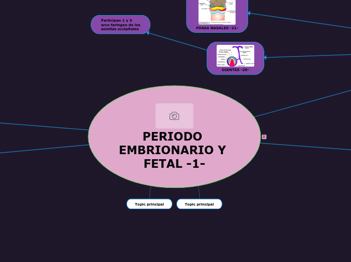 PERIODO EMBRIONARIO Y FETAL -1-