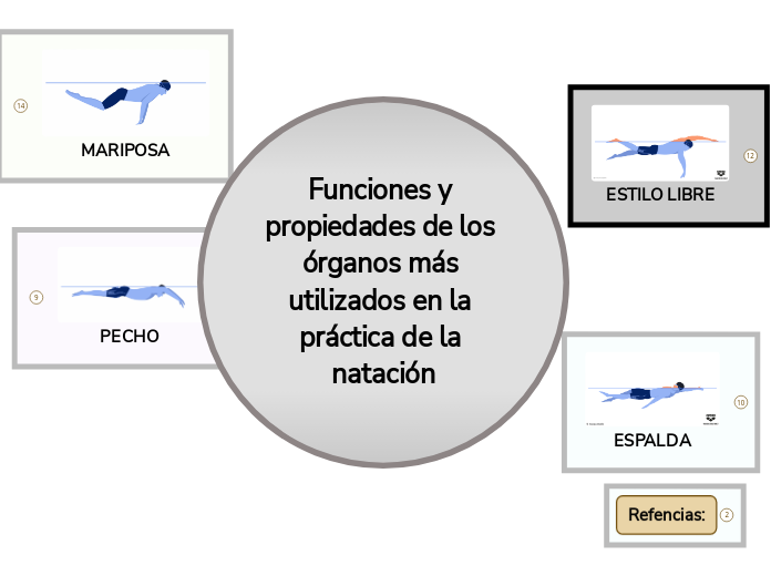 Funciones y propiedades de los órganos más utilizados en la práctica de la natación