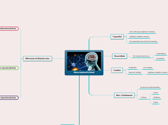 Neuroplasticidad