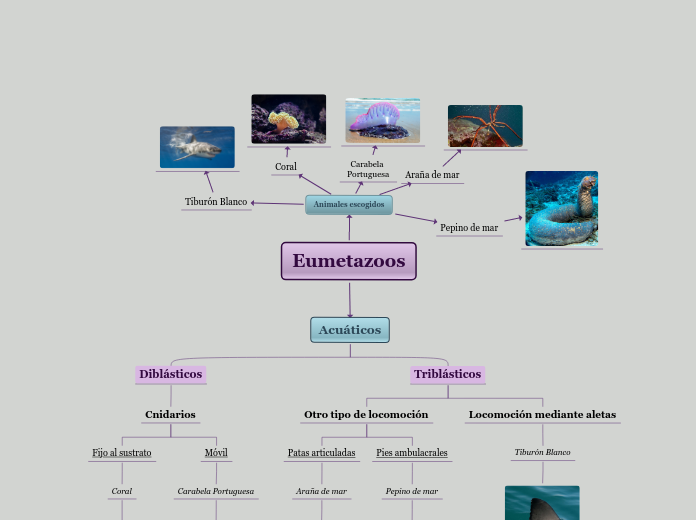 Eumetazoos