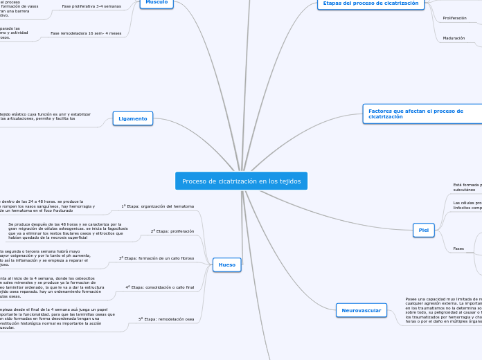 Proceso de cicatrización en los tejidos