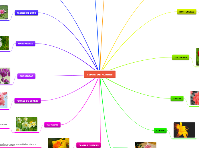 TIPOS DE FLORES