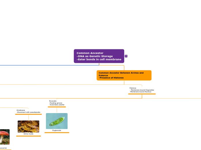 PHYLOGENETIC_TREE