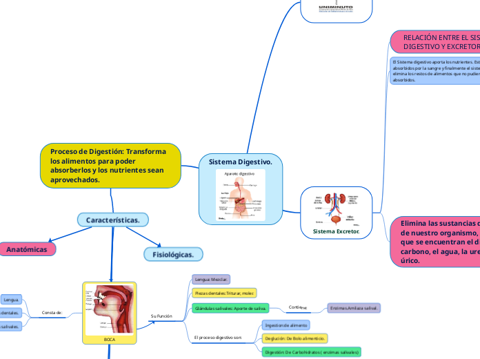 Sistema Digestivo.