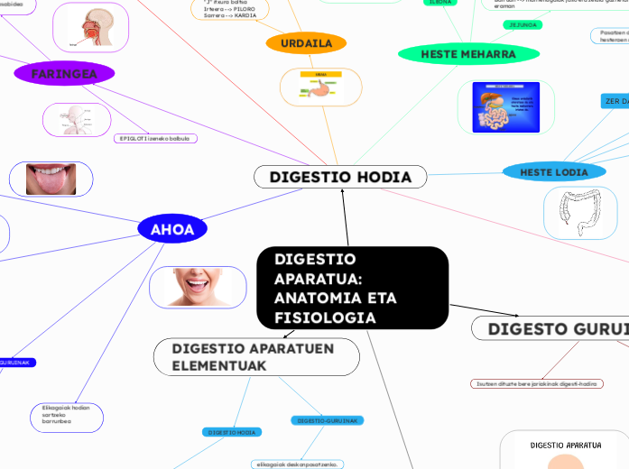 DIGESTIO APARATUA:
ANATOMIA ETA FISIOLOGIA