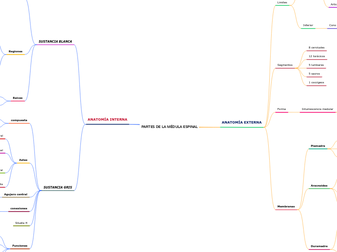 PARTES DE LA MÉDULA ESPINAL