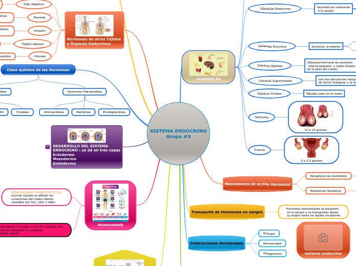 SISTEMA ENDOCRINO
Grupo #3