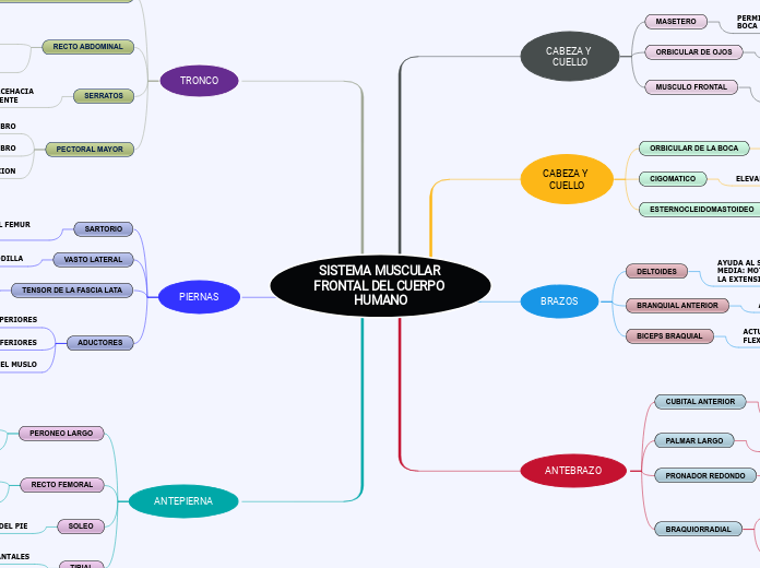 SISTEMA MUSCULAR FRONTAL DEL CUERPO HUMANO