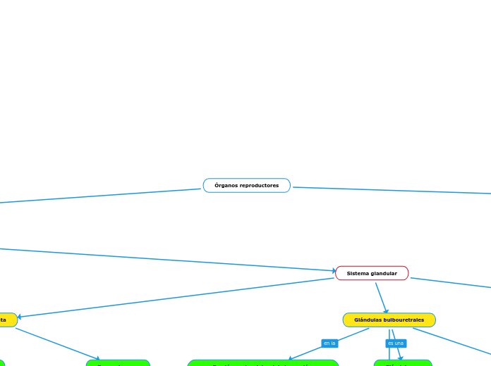 Órganos reproductores 1