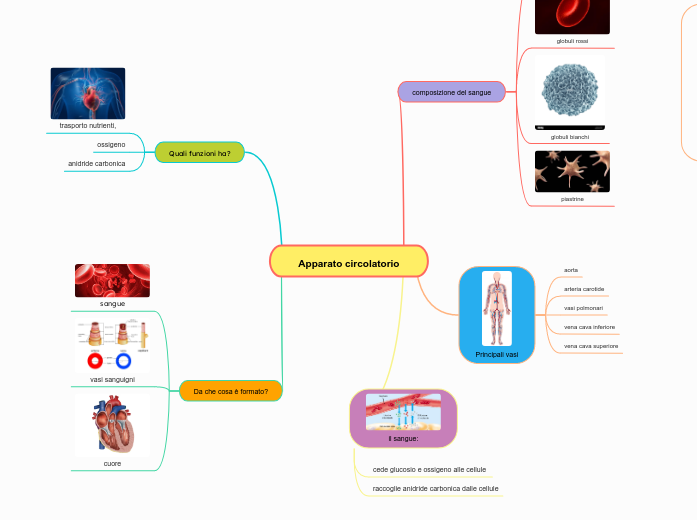 Apparato circolatorio