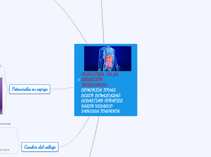 TERCERO "B" GRUPO 4 PRINCIPIOS DE LA DIGESTIÓN 