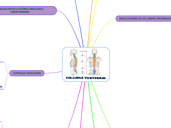 COLUMNA VERTEBRAL