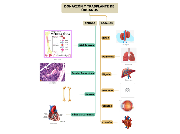 DONACIÓN Y TRASPLANTE DE ÓRGANOS